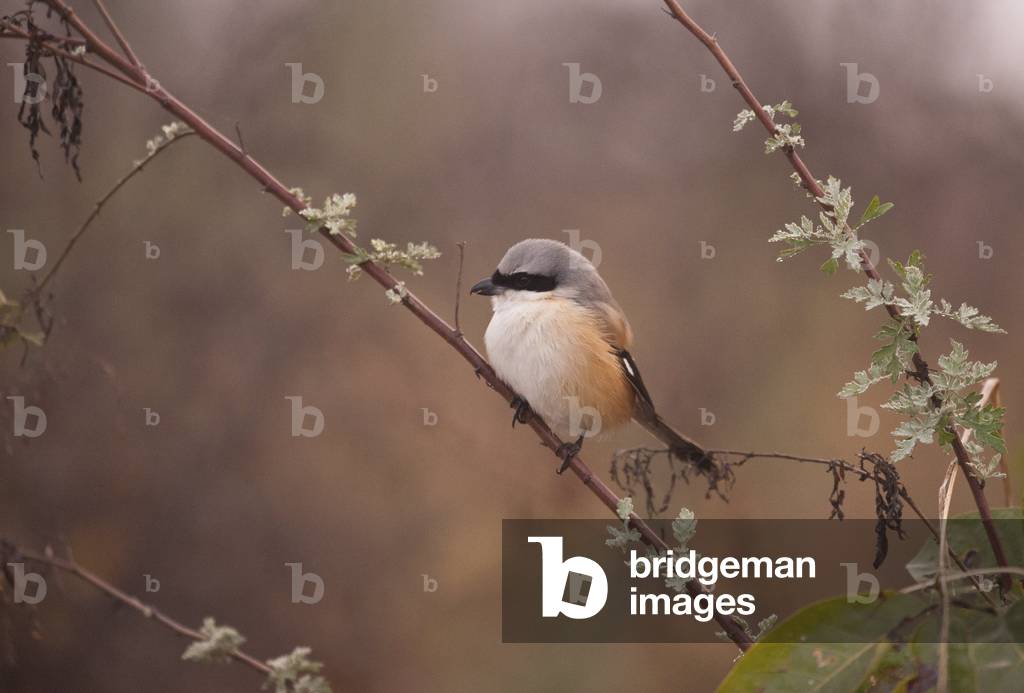 Lanius schach/Pie-grieche schach/Long-tailed Shrike