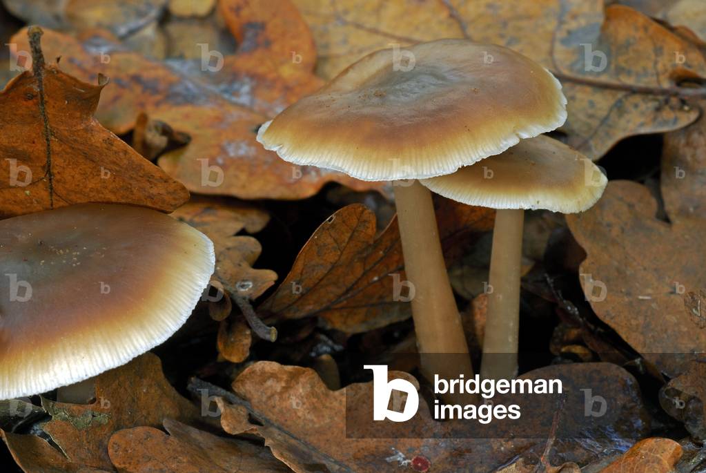 Collybia butyracea/Butternut Collybia