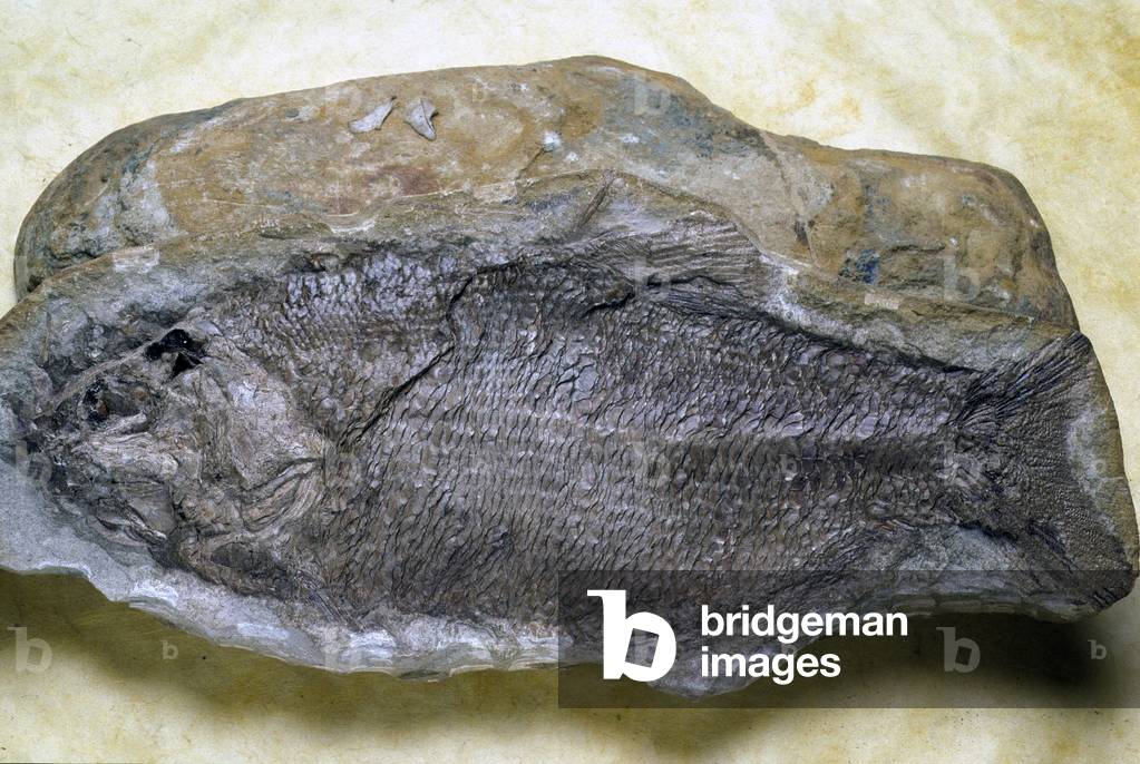 Fossil/Fish/110 M A