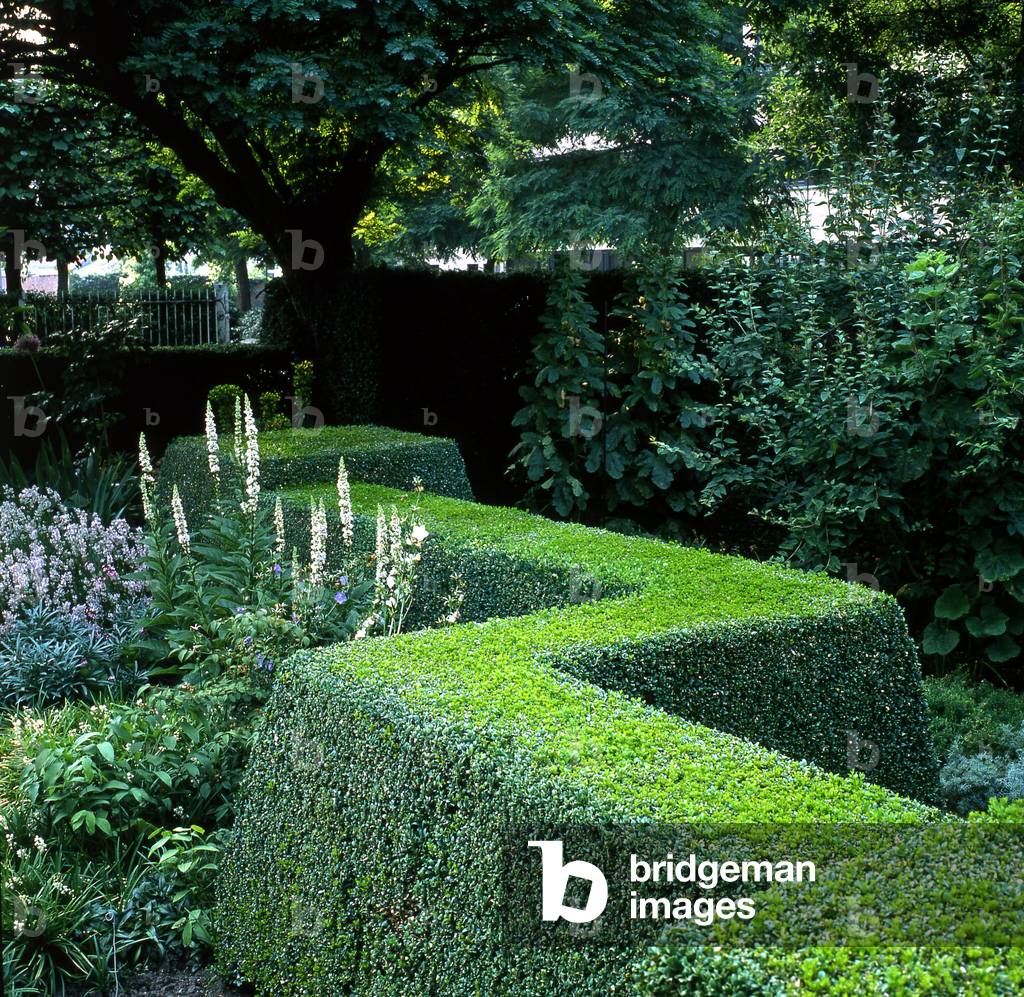 Hedge/Boxwood sizes/Buxus sempervirens