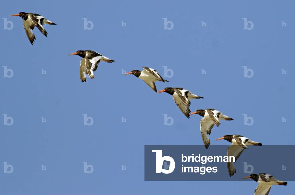Haematopus ostralegus/Oystercatcher
