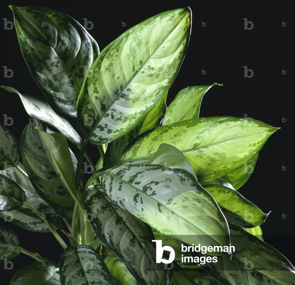 Aglaonema commutatum 'Solver Spear'