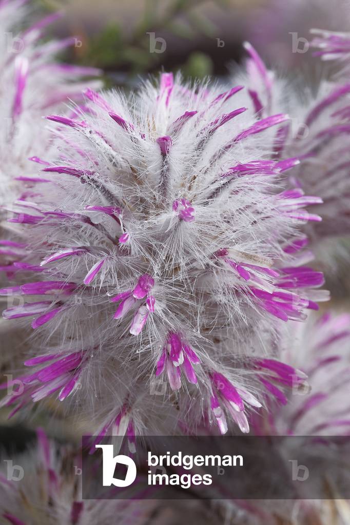 Ptilotus exaltatus var.semilanatus/Twink Tail/Tail/Foxtail Mulla Mulla