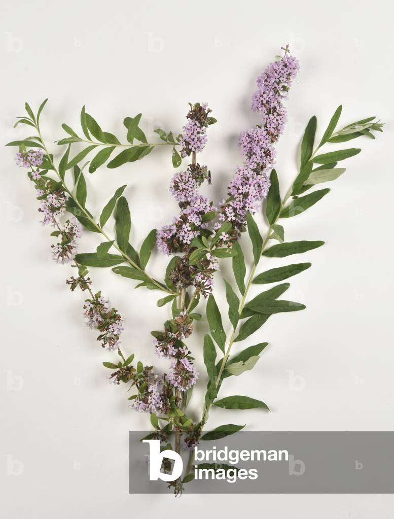 Fountain butterfly-bush, Buddleja alternifolia