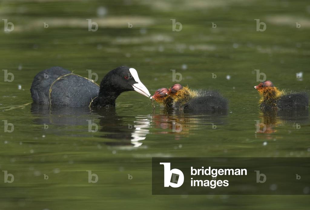 Fulica atra/Macroule Coot/Black Coot/Common Coot