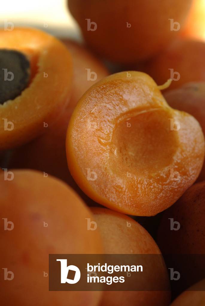 Prunus armeniaca/Apricot/Apricot