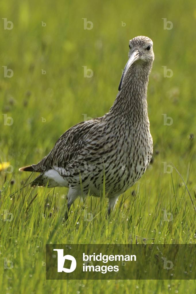 Numenius arquata/Curlew ash/Eurasian Curlew