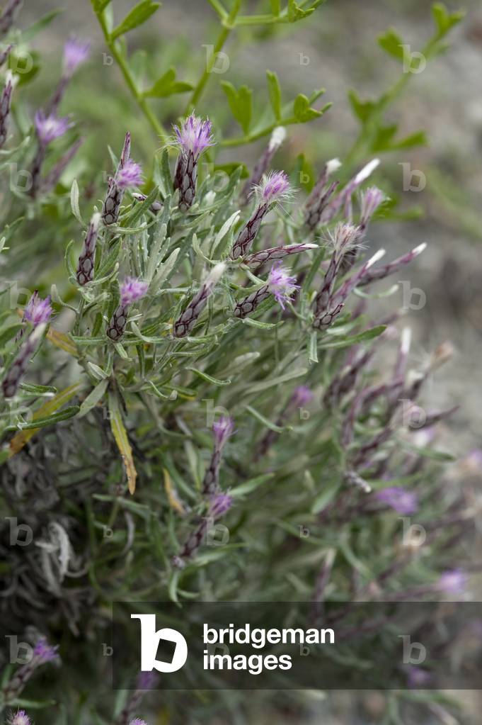 Staehelina dubia/Steheline dubious