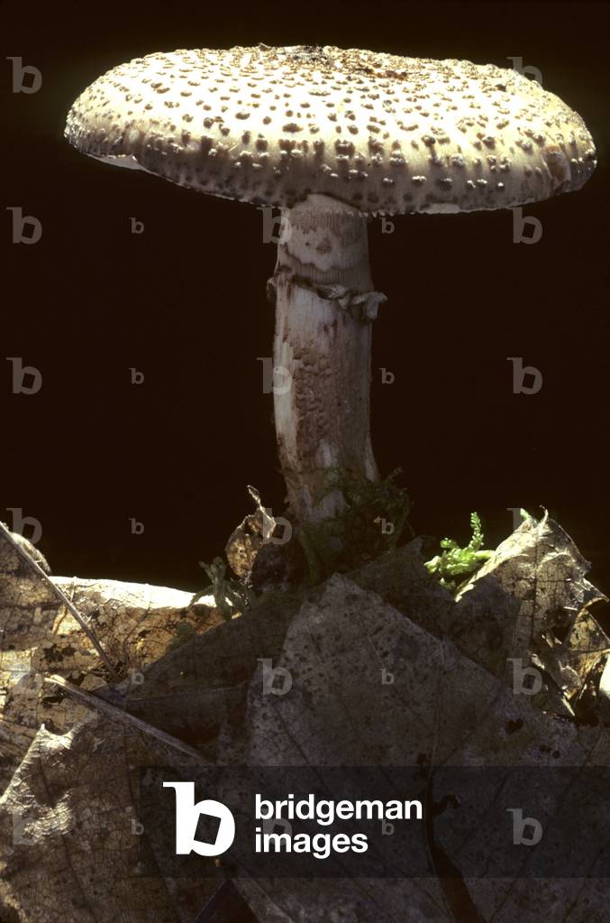 Amanita rubescens/Reddening Amanite/Reddish Amanite/Dinous Oronge/Golmotte