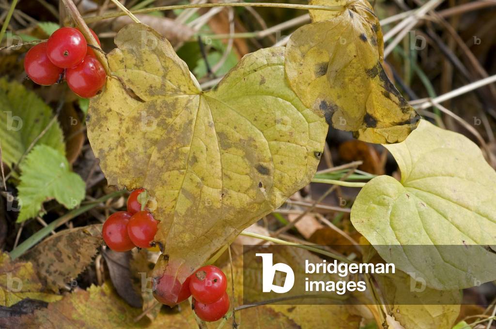 Tamus communis/Common Driver/Beaten-woman grass/Black Bryony