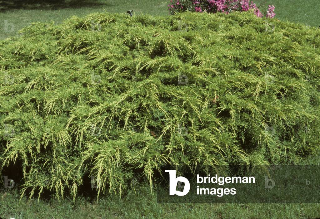 Juniperus horizontalis/Creeping Juniper/Creeping Juniper