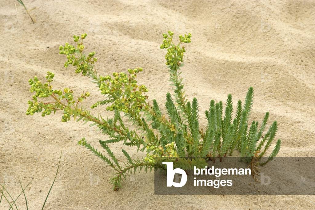 uphorbia paralias/Euphorbia paralias/Doe grass/Sea Euphorbia/Water Spurge