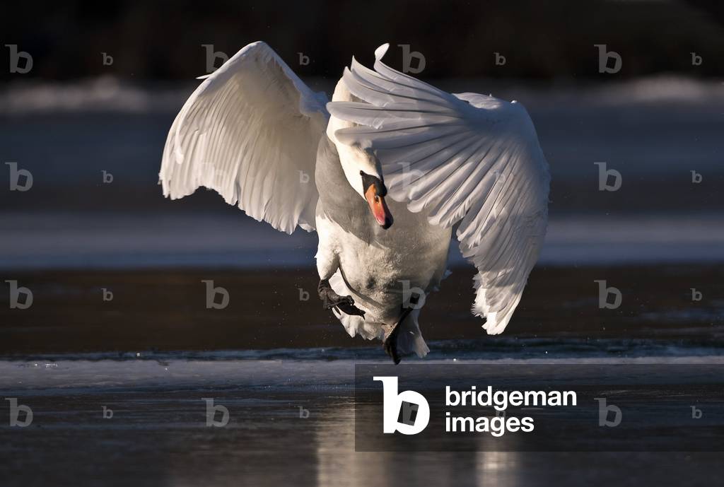 Cygnus olor/Tuber swan/Mute swan