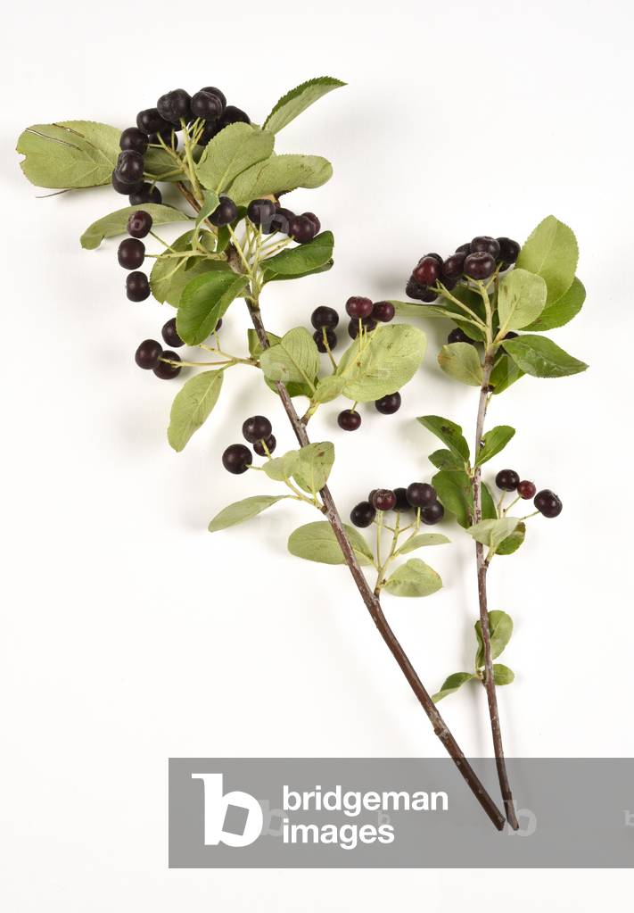 Berries of Black chokeberry on white background (photo)