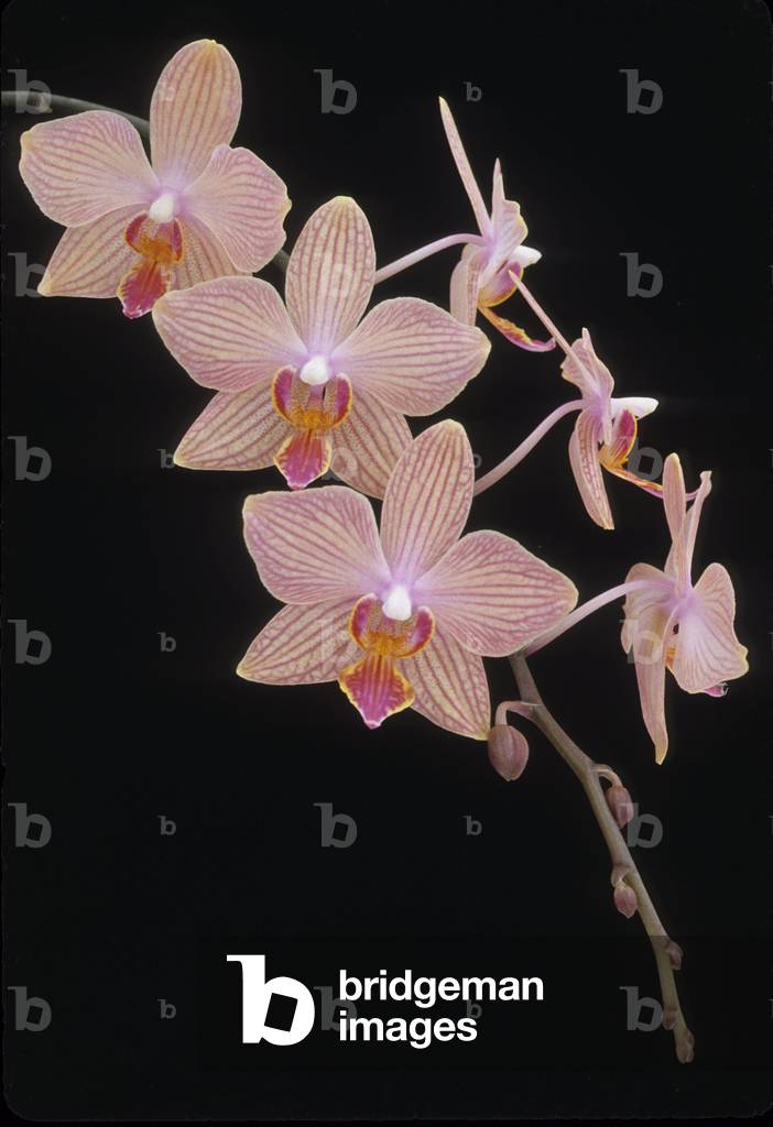 Phalaenopsis x/Phalaenopsis 'Lady Amboin'
