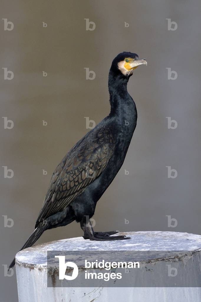 Carbo Phalacrocorax/Great Cormorant