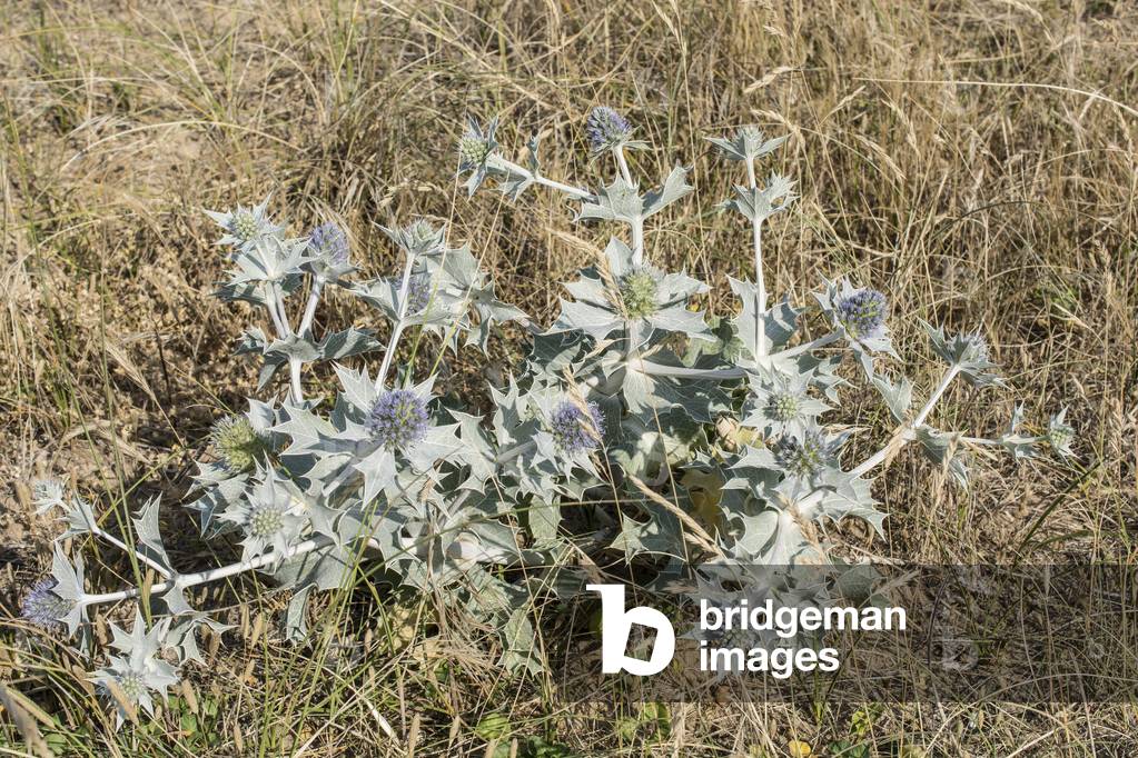Eryngium maritinum/Sea Panicaut