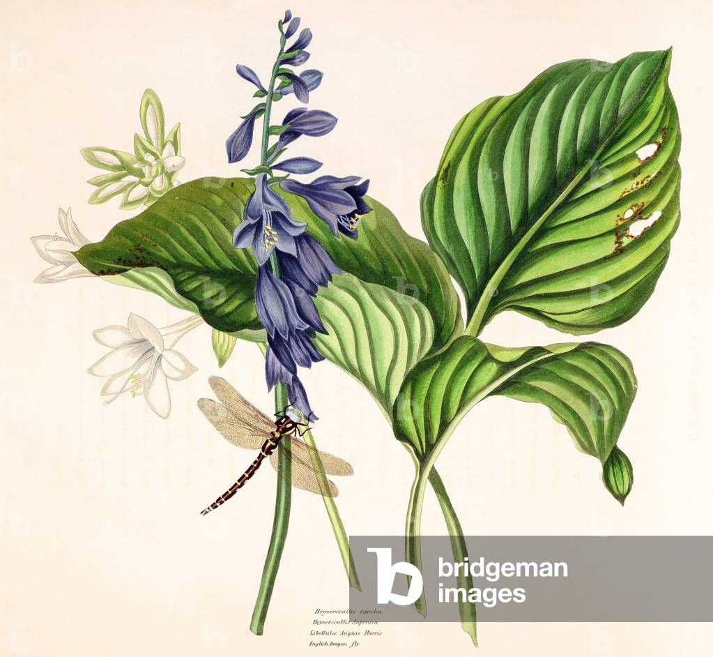 Botanical illustration/Hosta plantaginea/Hosta