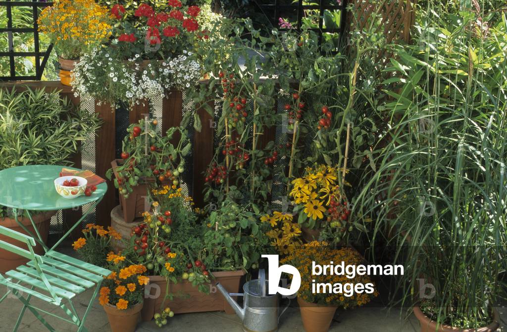 Lycopersicon esculentum/Cherry tomato 'Santa', 'Tumbler'/Tagetes sp/Indian carnation/Rudbeckia hirta/Miscanthus sp