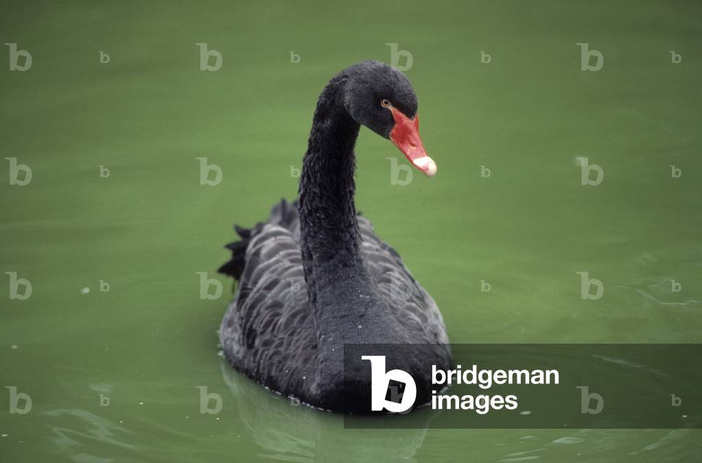 Cygnus atratus/Black Swan/Black Swan