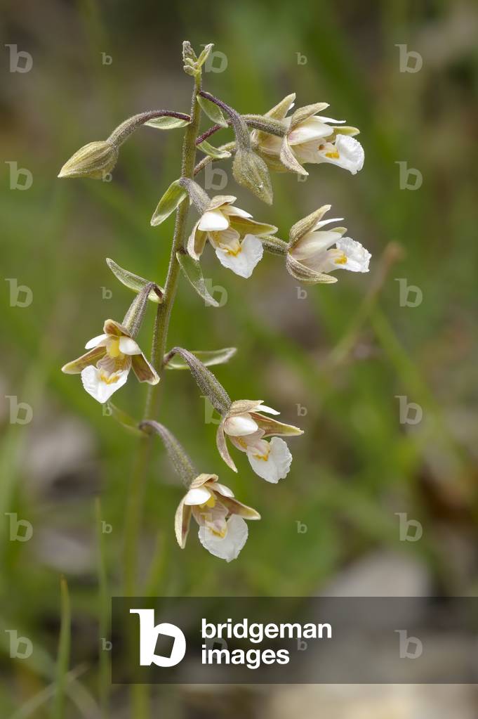 Epipactis palustris/Marsh Helleborine/Marsh Epipactis/Marsh Elleborine