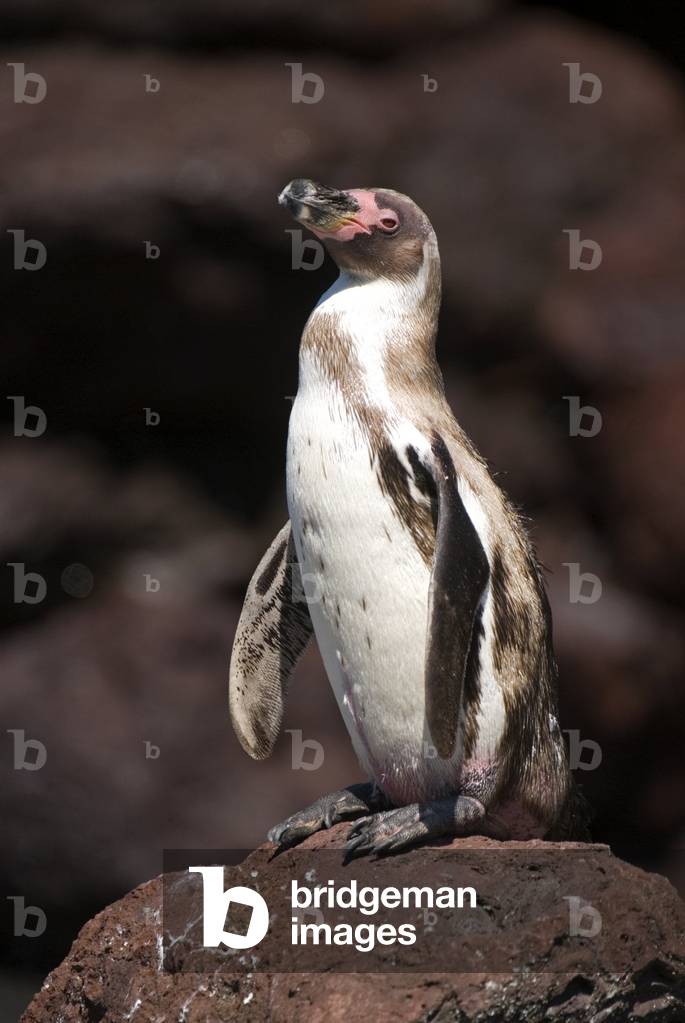 Spheniscus humboldti/Humboldt Penguin