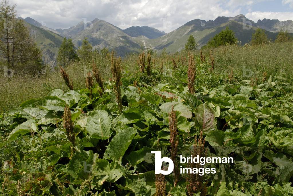 Alpinus Rumex/Alpine Rumex/Monk's Rhubarb/Mountain Rhubarb