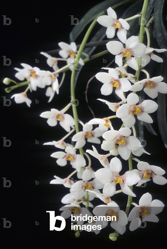 Sarcochilus fitzgeraldii