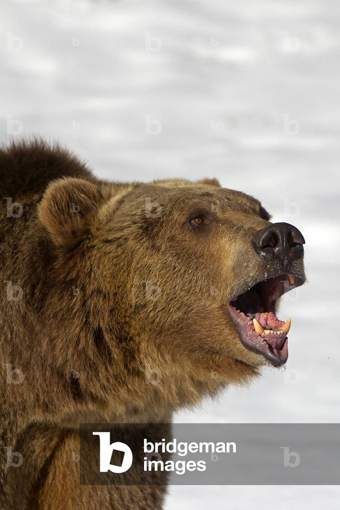 Ursus arctos horribilis/Brown bear/Grizzly bear