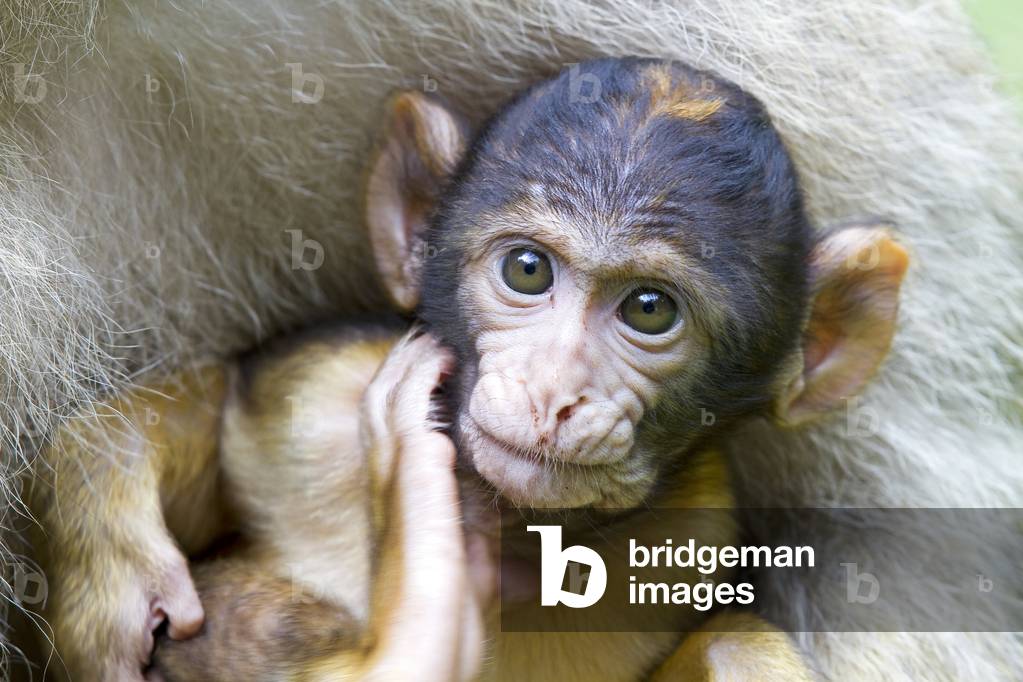 Macaca sylvanus/Magot/Barbary Macaque/Monkeys mountain/Barbary macaque