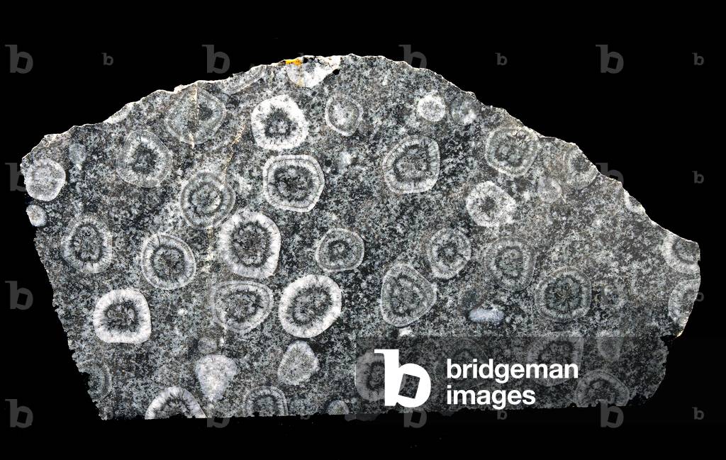 Orbicular diorite