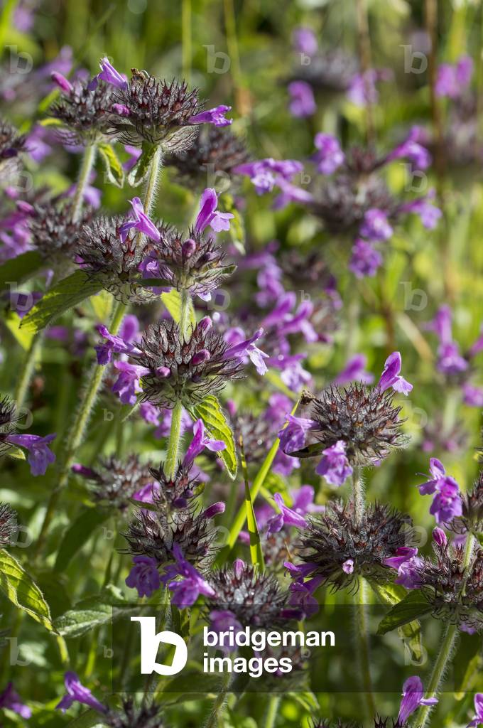 Clinopodium vulgare/Clinopod calament/Common clinopode/Grand Basil