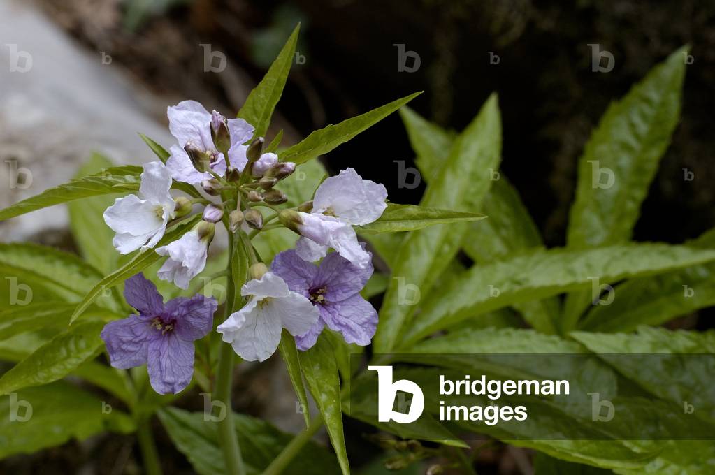 Cardamine heptaphylla/Seven-leaf cardamine/Dental pennee/Dental seven-leaflet/Pinnate Coralroot
