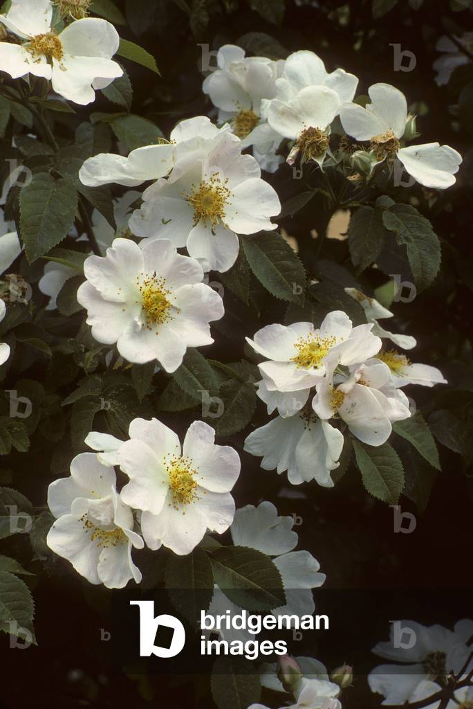 Rosa x Macrantha/Pink 'Macrantha'
