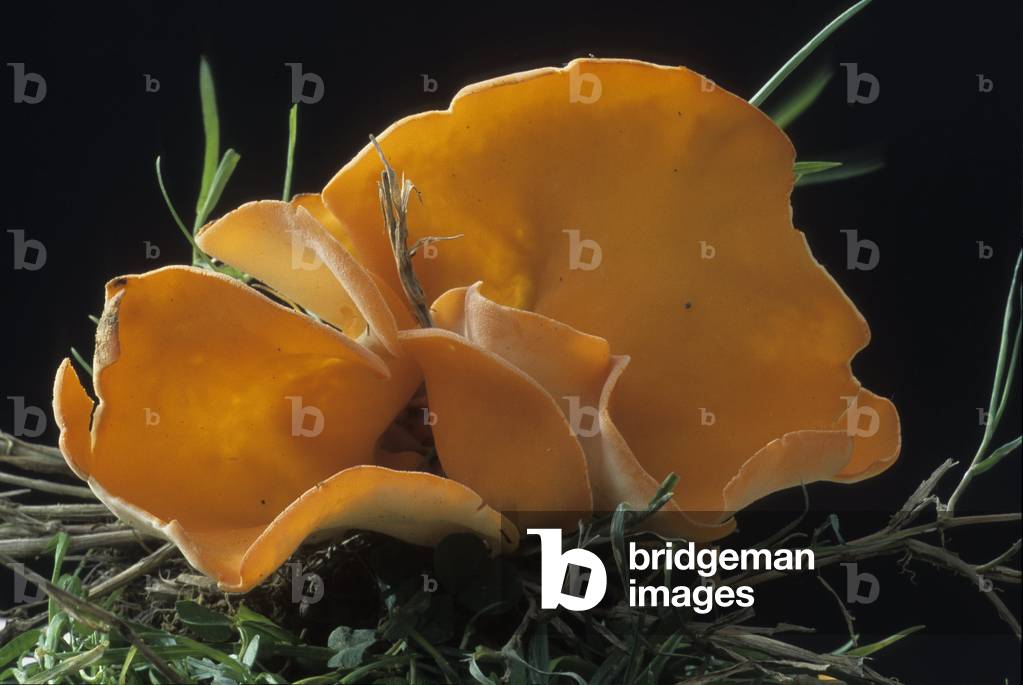 Aleuria aurantia/Peziza aurantia/Pezize orangee