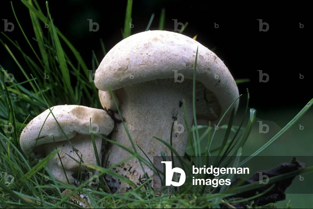 Leucopaxillus paradoxus/Leucopaxil paradoxus