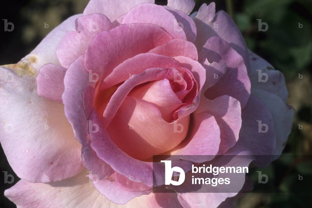 Rosa x/Pink 'Grand Siecle'