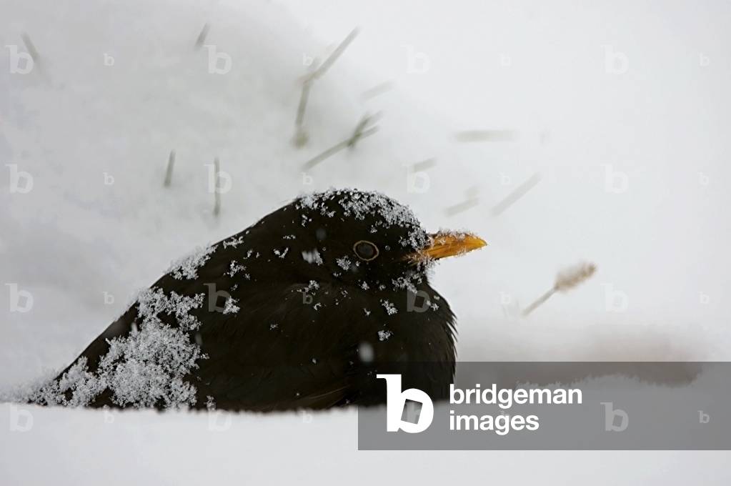 Turdus merula/Blackbird/Blackbird