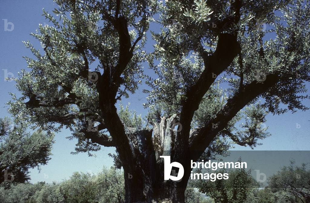 Olea europea/Olive Tree