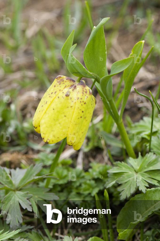 Fritillaria tubiformis ssp moogridgei/Moogridge Fritillaire