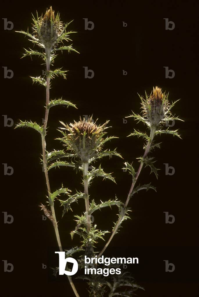 Carlina vulgaris/Carline vulgaris/Wild Artichoke/Common Carlina