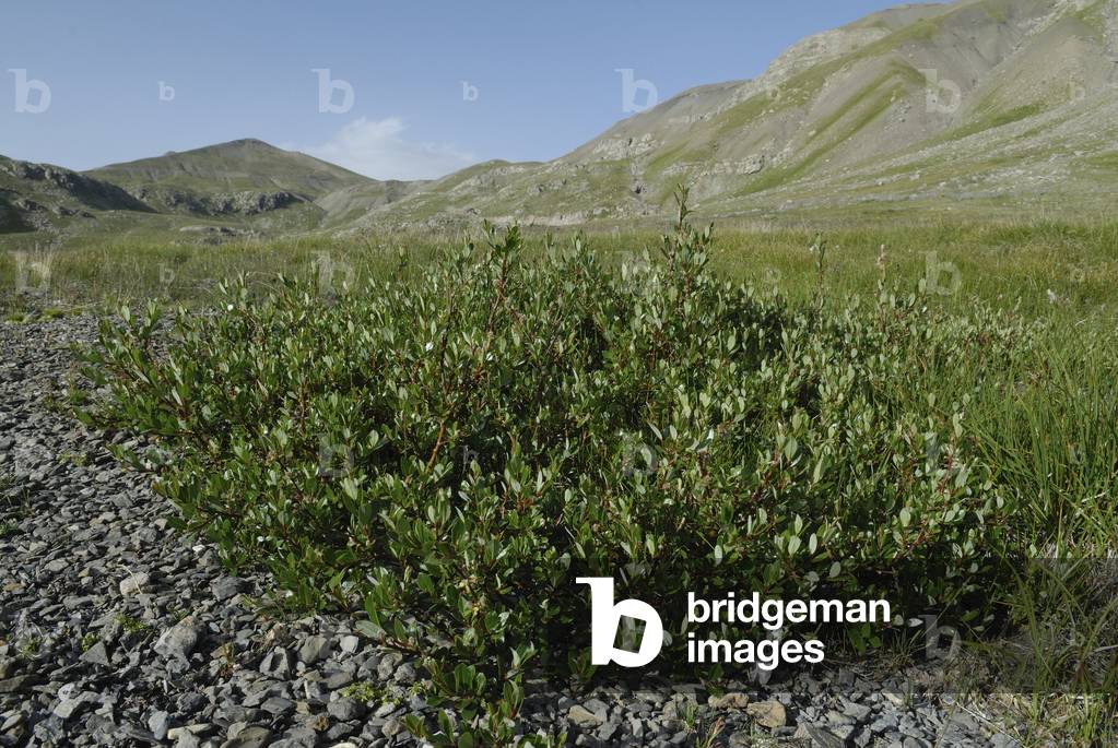 Salix foetida/Willow fetide/Willow shrub
