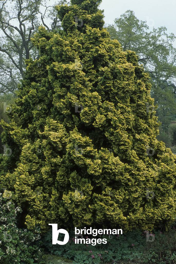 Chamaecyparis obtusa 'Nana Aurea'/Japanese Cypres/Hinoki fake cypers