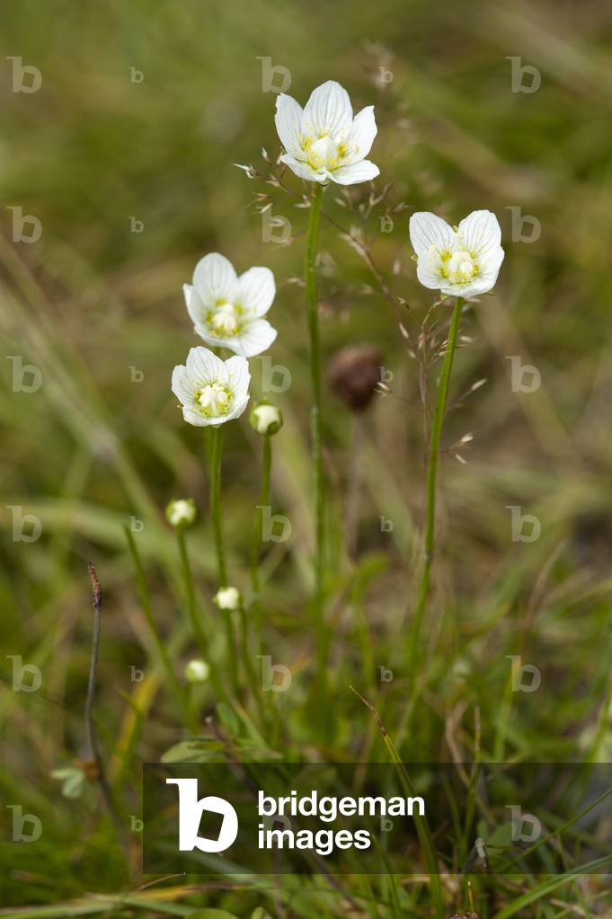 Parnassia palustris/Parnassie des marais/Grassy of Parnassus