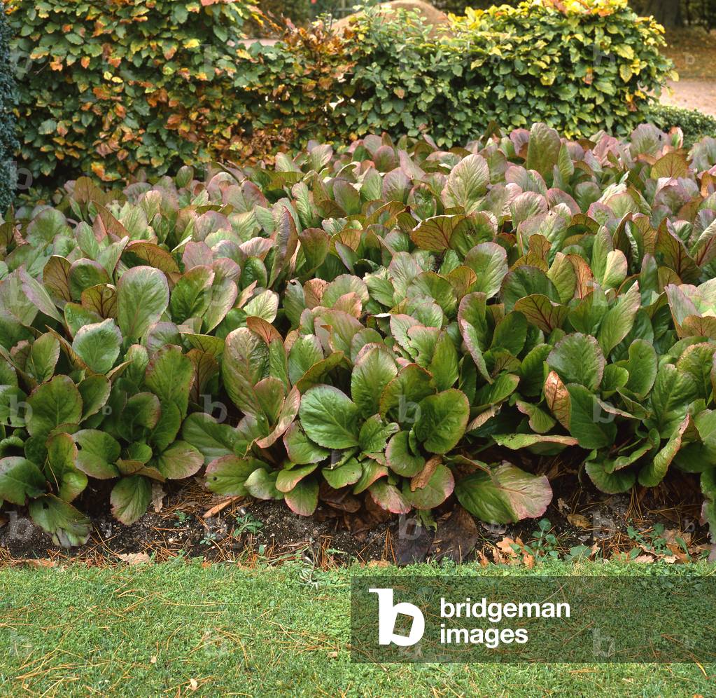 Bergenia cordifolia/Savetier Plant/Elephant's Ears/Heartleaf Saxifrage
