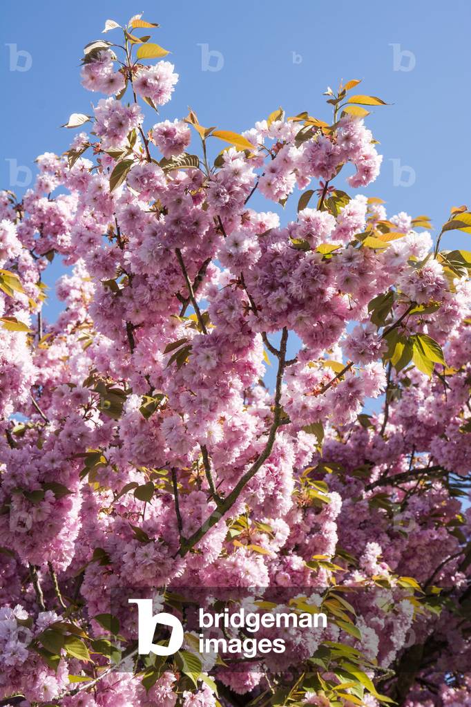 Prunus x/Prunus 'Kanzan'/Ornamental plum 'Kanzan'