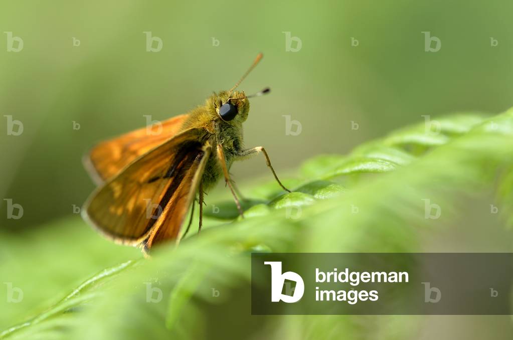 Thymelicus acteon/Hesperie acteon