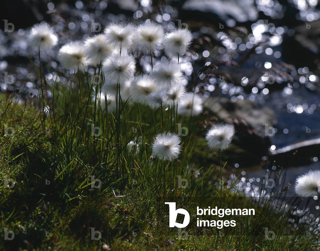 Image of Photography depicting Eriophorum scheuchzeri/Linaigrette de Scheuchzer