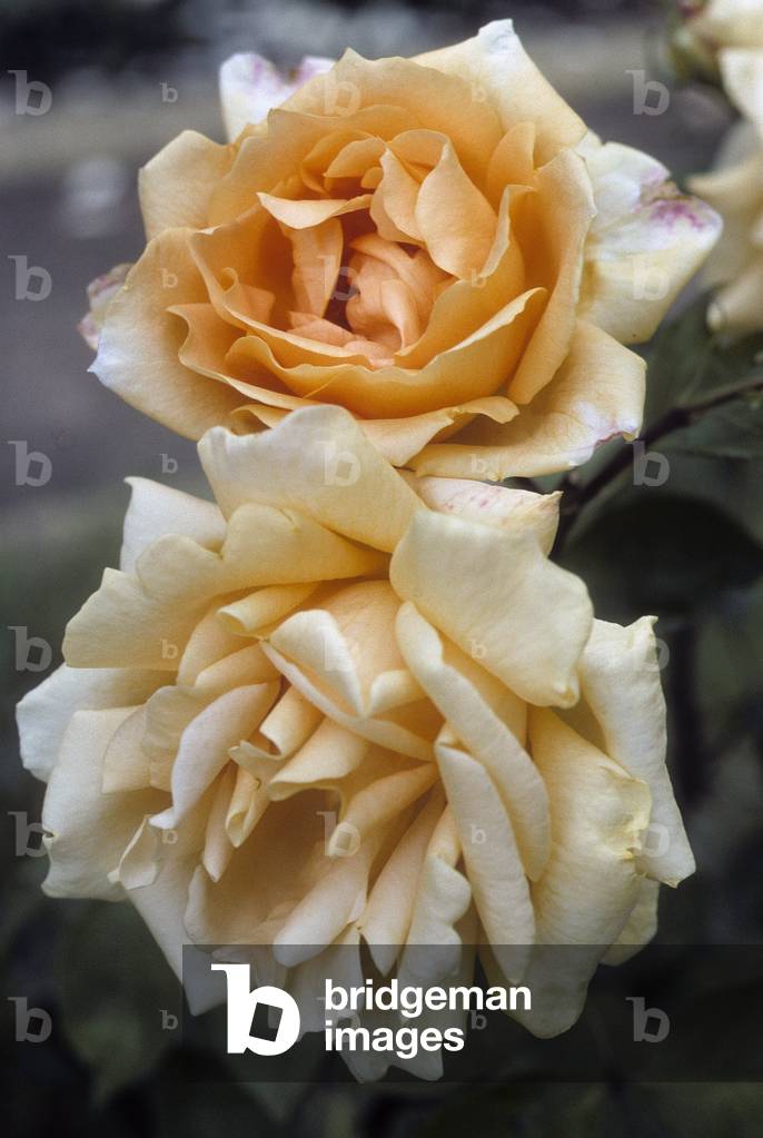 Rosa x/Pink 'Johnnie Walker'