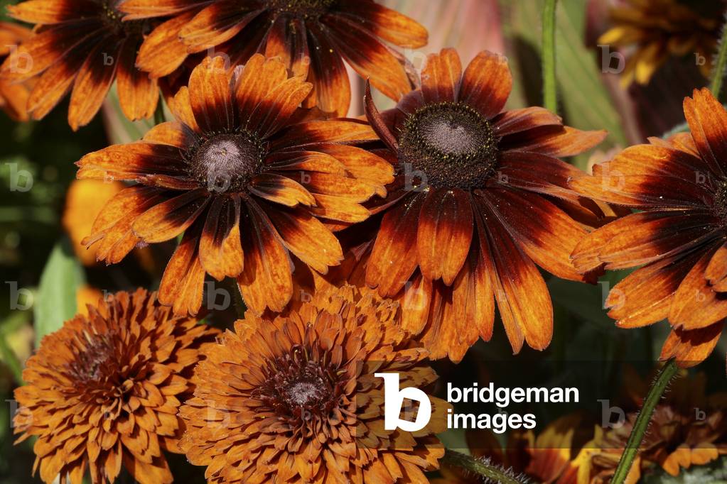 Rudbeckia hirta/Rudbeckia 'Cherokee Sunset' and 'Autumn Color'
